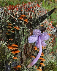 Porpolomopsis gills &amp; lichen DW Ms