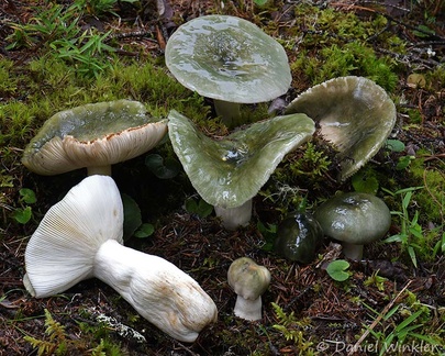 Russula aeruginea growing above Ura with Picea