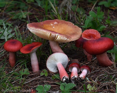 Russula rosacea (or not) growing in Sonam's yard