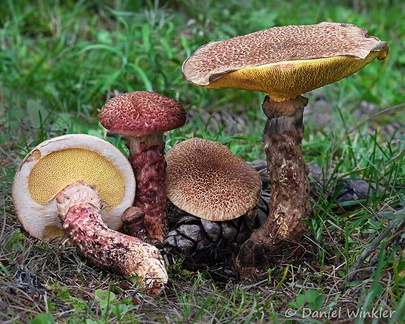 Suillus spraguei Disp Sonams DW Ms