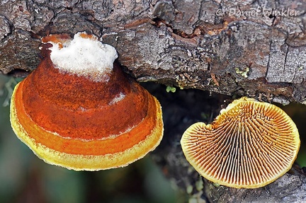 Gloeophyllum sepiarium and a turned over specimen seen on CheleLa in 3000m