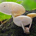 A Porcelain fungus, Oudemansiella sp. seen on the base of Taktsang