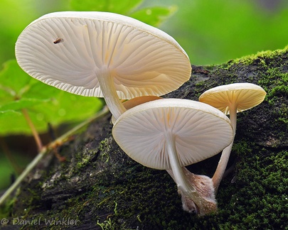 A Porcelain fungus, Oudemansiella sp. seen on the base of Taktsang