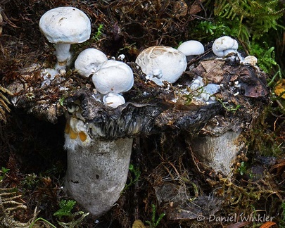 Asterophora lycoperdoides growing on old Russula nigricans below Chari monastery.