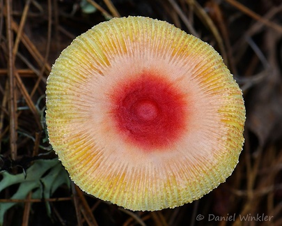 Amanita rubrocolvata top seen on Chele La in 3000m