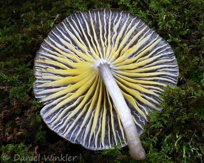 Xeromphalina (?) with cool yellow gills seen in Genekha