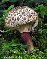 Boletellus emodensis seen at CheLe La Pass in 3500m East of Paro