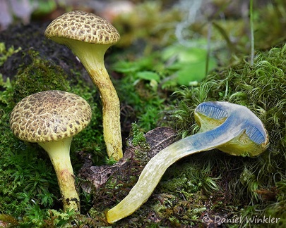 young Pulveroboletus in Genekha