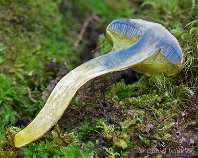 Pulveroboletus sp. transect revealing intense bluing.