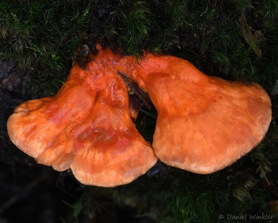 Laetiporus sp., the edible Sulfur Shelf or Chicken of the Woods, growing near Dochu La