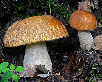 Boletus indoedulis growing with oaks in Genekha