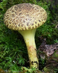 Pulveroboletus sp. in situ in Genekha's oak forest.