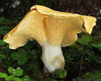 Hydnum CheLeLa DW Ms