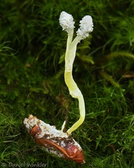 Cordyceps Isaria Taktsang DW Ms