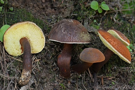 Tylopilus Display Taktsang DW Ms