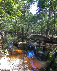 Black creek Tatiana ed Ms