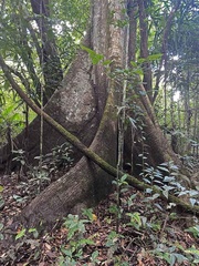 Big Amazonian tree Tatiana ed Ms