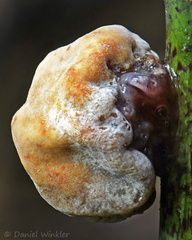 Ascopolyporus Chicaque DW Ms