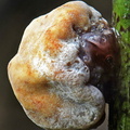 Ascopolyporus Chicaque DW Ms