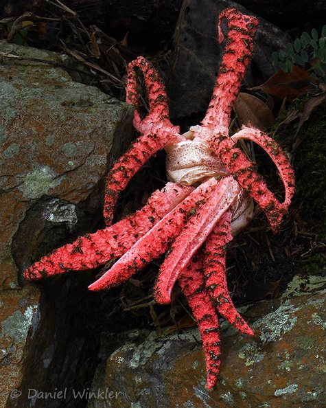 Clathrus archeri 2 Chicaque DW Ms.jpg