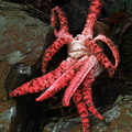 Clathrus archeri 2 Chicaque DW Ms