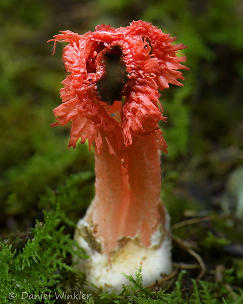 Laternea pussila Chicaque 1 DW Ms.jpg