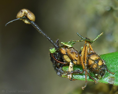Ophiocodyceps unilateralis SanJose DW Ms