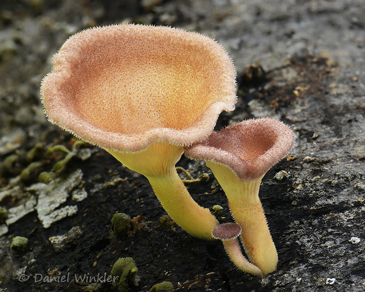 Panus lecomtei PlayaGuio DW Ms.jpg