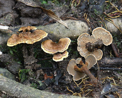 Phylloporia growing in Los Pozos