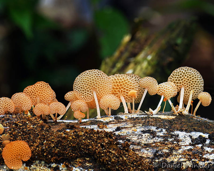 Favolaschia aurantiaca CerroAzul HB7014-37 DW Ms.jpg