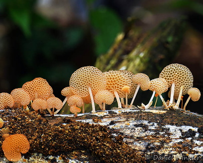 Favolaschia aurantiaca CerroAzul HB7014-37 DW Ms