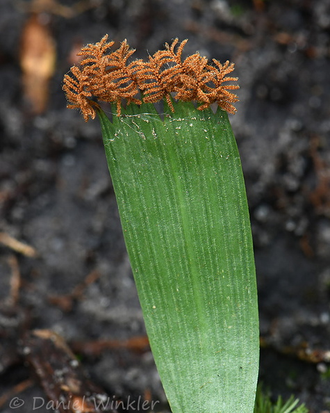 Schizaea elegans fern DW Ms.jpg