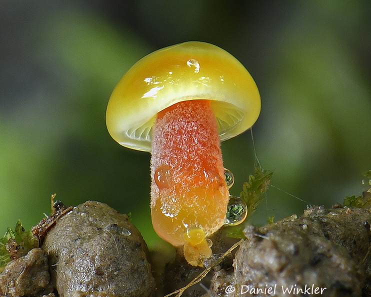 Hygrocybe primordium 2mm DW Ms.jpg