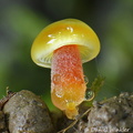 Hygrocybe primordium 2mm DW Ms