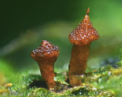 tiny strange Cordyceps seen in Playa Guio, San Jose del Guaviare