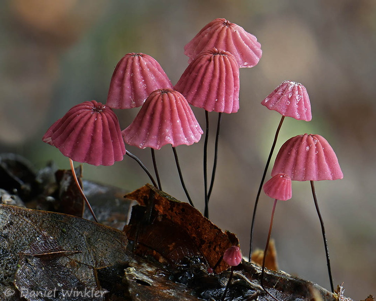 Marasmius haematocephalus SanJose DW Cr Ms.jpg