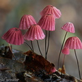 Marasmius haematocephalus SanJose DW Cr Ms
