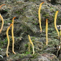 Sulzbacheromyces Basidio lichen LosPozos DW Ms