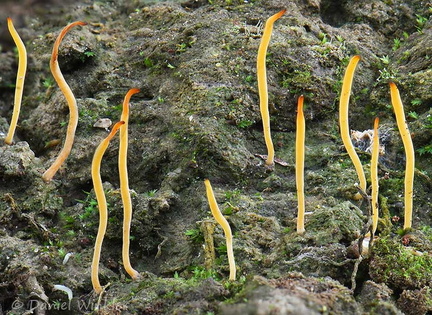 Sulzbacheromyces Basidio lichen LosPozos DW Ms