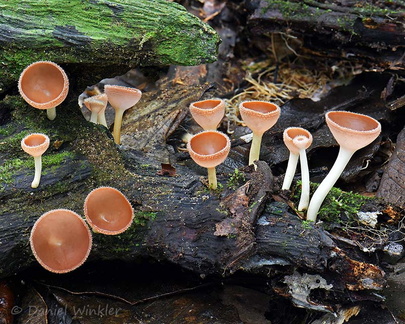 Cookeina colombiana Cerro Azul DW Ms