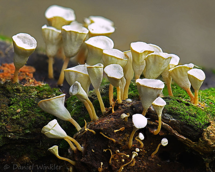 Gymnopus montagnei Los Pozos Dw Ms.jpg