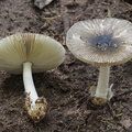 Amanita Disp LosPozos DW Ms