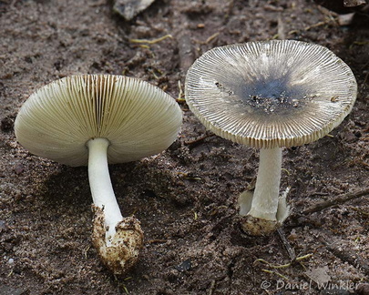 Amanita Disp LosPozos DW Ms