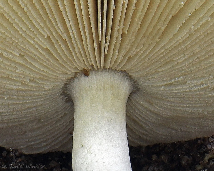 Amanita gills Detail LosPozos DW Ms.jpg