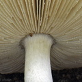 Amanita gills Detail LosPozos DW Ms