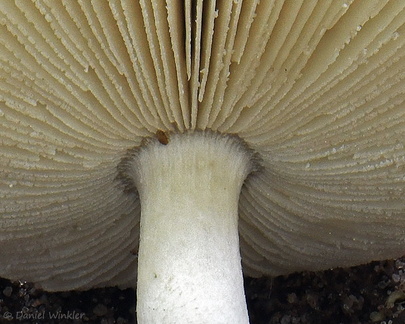 Amanita gills Detail LosPozos DW Ms