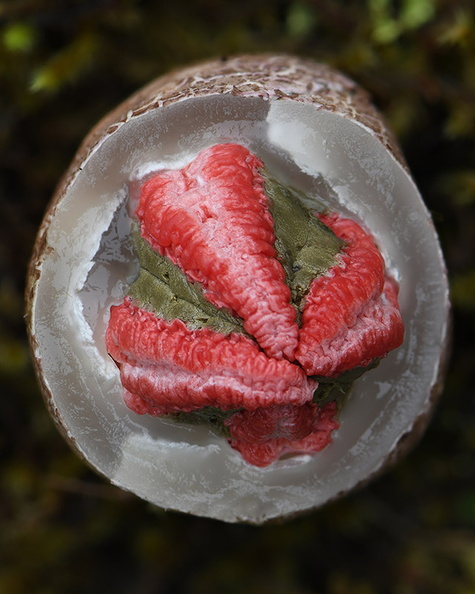 Clathrus archeri egg peeled DW Ms.jpg