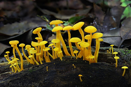 Marasmius rhyssophyllus seen in Playa Guio near San Jose del Guaviare