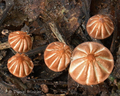 Marasmius phaeus, a striped Pinwheel. seen on Cerro Azul, near San José del Guaviare 
