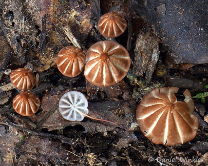 Marasmius phaeus seen in Cerro Azul, near San José del Guaviare 